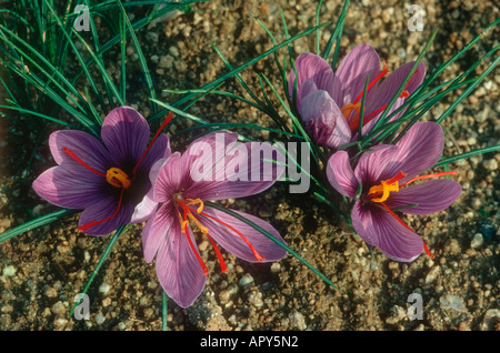 Safran, Crocus sativus. Sur les plantes en fleurs séchées rouge montrant que les stigmates de safran devenir spice Banque D'Images