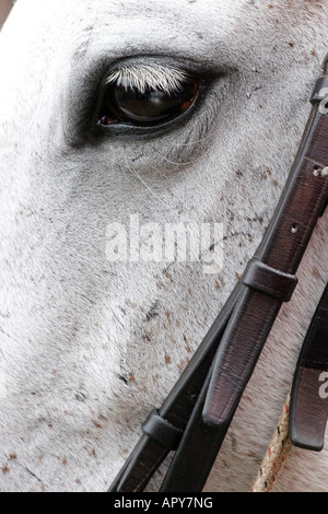 Polo poney,gris,,head,bridle,sellerie,eye, soul, Banque D'Images