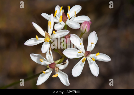 Milkmaids Burchardia fleurs congesta Ellis Brook Valley réserver l'ouest de l'Australie Septembre Banque D'Images