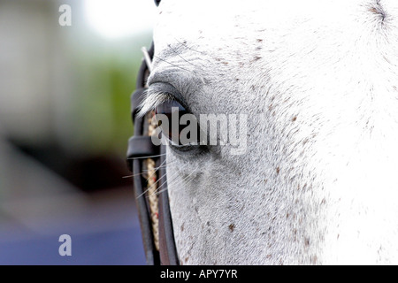 Close up of a polo pony eye Banque D'Images