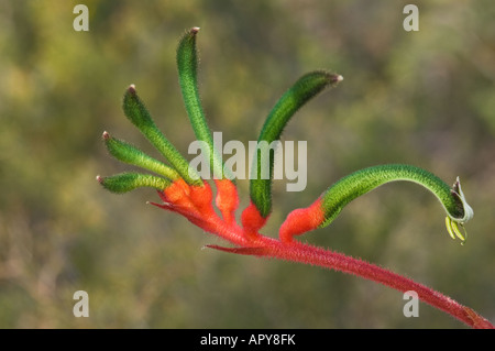 Le rouge et le vert patte de kangourou Anigozanthos manglessi John floraison Parc national forestier, Perth Western Australia Septembre Banque D'Images