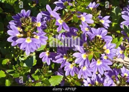 Fleur du ventilateur (Scaevola aemula) Fanfare violet fleurs Parc Kings Perth Western Australia Septembre Banque D'Images