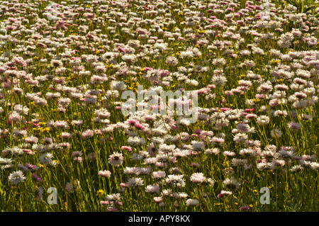 Rose et blanche de marguerites Rhodanthe Papier geometrina ssp rosea Kings Park Flower Festival Perth Western Australia Septembre Banque D'Images