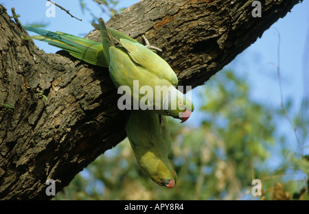 Héron pourpré (Psittacula krameri) paire à l'emplacement du nid avec les femmes qui dépassent des nid Bharatpur Inde Banque D'Images
