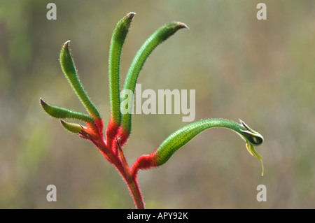 Le rouge et le vert Patte de kangourou Anigozanthos manglesii subsp quadrans près de Perth en Australie occidentale Banque D'Images