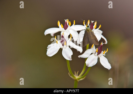 Milkmaids Burchardia floraison Rose Bois Bungendore Perth Western Australia Septembre Banque D'Images