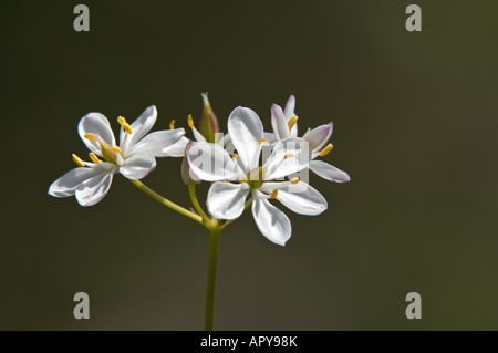 Milkmaids Burchardia congesta fleurs Parc National de Yanchep Australie Occidentale Septembre Banque D'Images