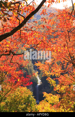 Raven Cliff Falls, Caesars Head State Park, Cleveland, Caroline du Sud, USA Banque D'Images