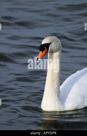 Cygne tuberculé Banque D'Images