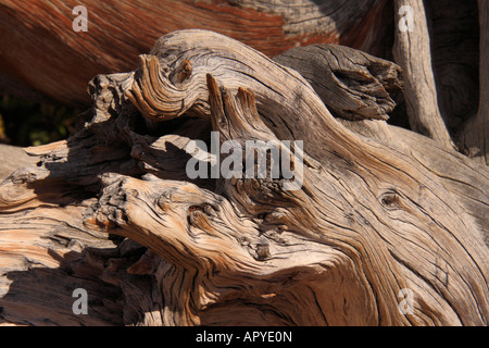 Bristlecone Pine Tree, Mont Goliath Natural Area, Mount Evans, Denver, Colorado, USA Banque D'Images