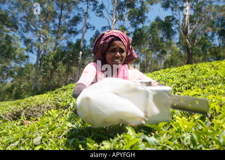 L'INDE KERALA MUNNAR PLATEAU PICKER DANS PLANTATION Banque D'Images