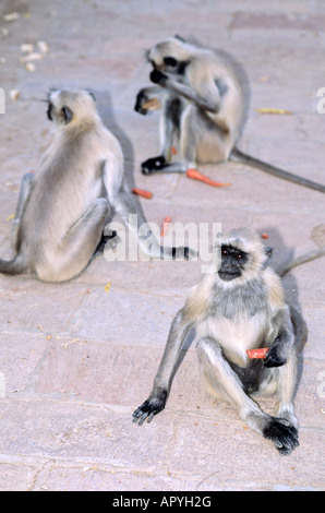 Des monkies sauvages de Langur (Colobinae) aux jardins de Mandore, Jodhpur IN Banque D'Images