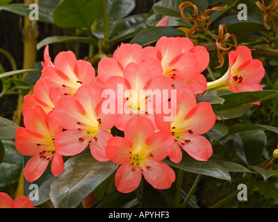 Rhododendron vireya baisers cultivar hybride Banque D'Images