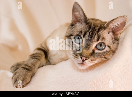 Un beau chat aux yeux bleus longues sur une douce couverture et regarde intensément le spectateur. Banque D'Images