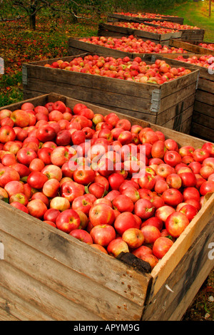 Des pommes mûres dans des caisses, Cashtown, Minnesota, USA Banque D'Images