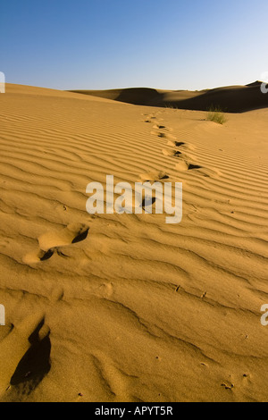 Des empreintes de pas dans les dunes de sable - désert du Thar, Rajasthan, Inde Banque D'Images