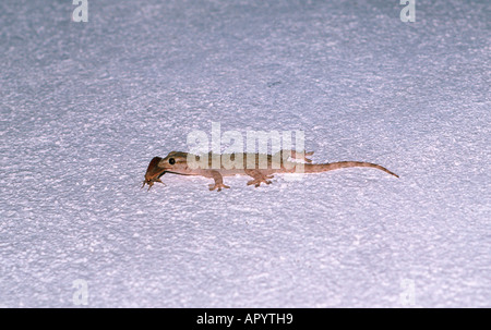 Gecko Tarentola mauritanica, mauresque. Dévorant une proie sur mur blanc Banque D'Images