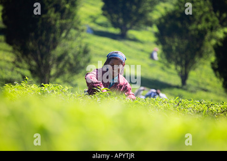 L'INDE KERALA MUNNAR FEMME PLATEAU PICKER Banque D'Images