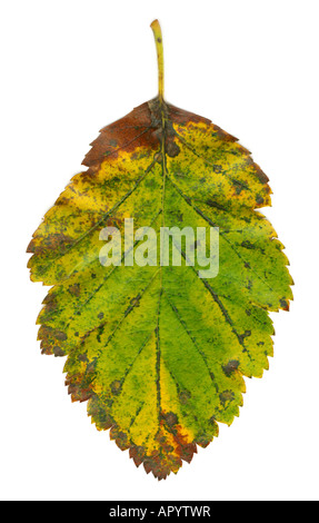 Feuille d'automne isolé cette image est numérisée en très haute résolution et d'obtenir des détails et sharp Banque D'Images