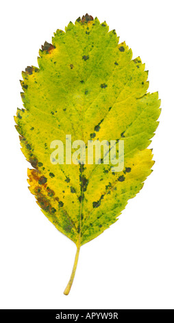 Feuille d'automne isolé cette image est très détaillée et haute résolution et sharp Banque D'Images