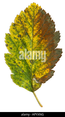 Feuille d'automne isolé cette image est très détaillée et haute résolution et sharp Banque D'Images