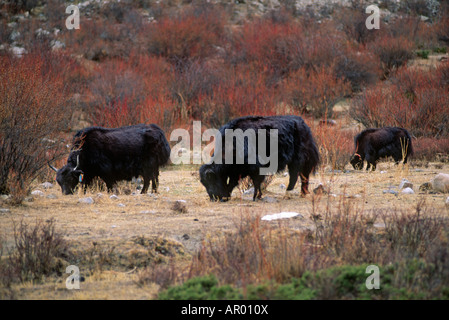 Les yacks Bos grunniens paît dans la gorge de la rivière menant à Terdrom Antiq TIBET CENTRAL Banque D'Images