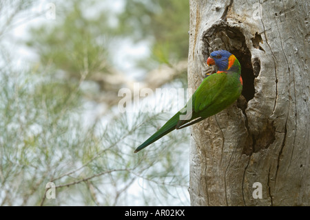 Rainbow Lorikeet (Trichoglossus haematodus) au nid, côté Booragoon Lake wetlands, Plaine Côtière Swan Perth Western AU Banque D'Images