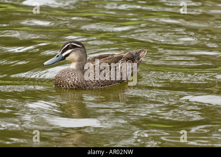 Canard noir Anas superciliosa Pacific natation adultes en étang Parc Kings Perth Western Australia Septembre Banque D'Images