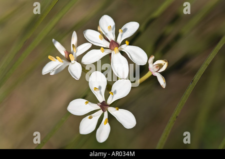 Milkmaids Burchardia rose fleurs Bungendore Woodland Perth Western Australia Septembre Banque D'Images