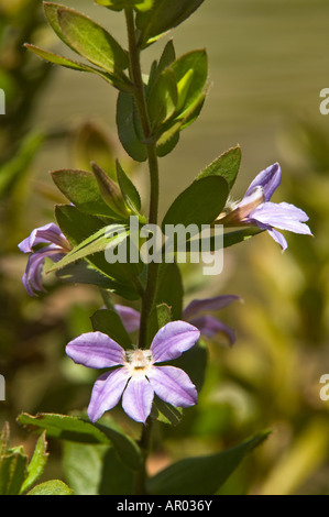 Scaevola aemula ventilateur fleur fleurs Bungendore Perth Western Australia Septembre forestiers Banque D'Images