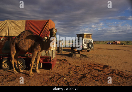William Creek campground in outback, Amérique du Sud, l'Australie, l'Oodnadatta Track, William Creek campground avec chameau et 4 Wh Banque D'Images