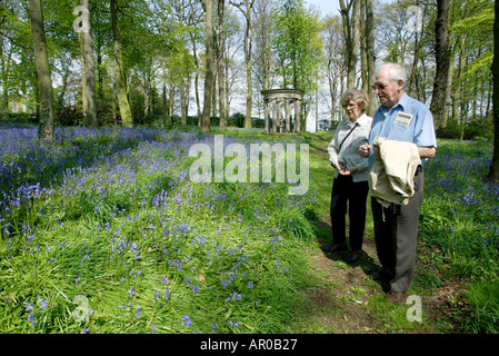 Blue Bells dans les jardins boisés à Renishaw Hall Museum Gardens dans le Derbyshire Banque D'Images