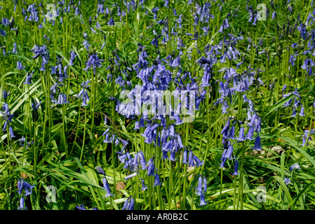 Blue Bells dans les jardins boisés à Renishaw Hall Museum Gardens dans le Derbyshire Banque D'Images