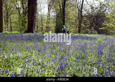 Blue Bells dans les jardins boisés à Renishaw Hall Museum Gardens dans le Derbyshire Banque D'Images