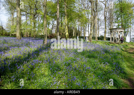 Blue Bells dans les jardins boisés à Renishaw Hall Museum Gardens dans le Derbyshire Banque D'Images