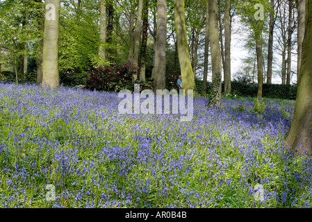 Blue Bells dans les jardins boisés à Renishaw Hall Museum Gardens dans le Derbyshire Banque D'Images