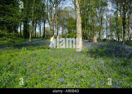 Blue Bells dans les jardins boisés à Renishaw Hall Museum Gardens dans le Derbyshire Banque D'Images