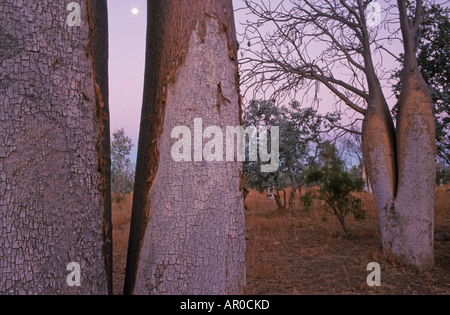 Boab arbres dans les Kimberleys, Parc National, l'Adansonia gregorii, Kimberley, Western Australia, Australia Banque D'Images