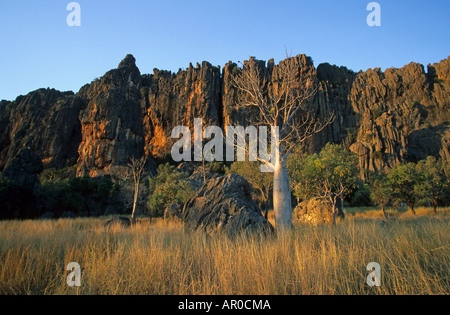 Boab tree à Windjana Gorge dans les Kimberleys, Australien, l'Ouest Australien, WA, boab tree à Windjana Gorge NP, Kimberley, Devon Banque D'Images