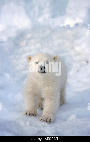 L'ours polaire femelle au Zoo de l'Alaska Anchorage Cub SC AK/nCaptive Banque D'Images