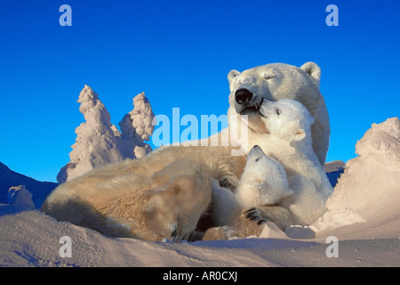 Polar Bear Sow & Cub Resting in Snow Churchill Canada Banque D'Images