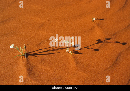 En Fleur du désert, du sable rouge et blanc fleurs, Simpson Desert, Queensland, Australie du Sud, Australie Banque D'Images