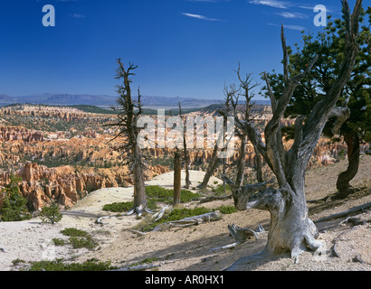 Arbre mort à Bryce Point, Bryce canyon, Utah, USA Banque D'Images