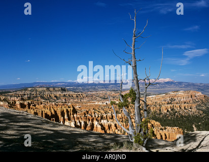 Arbre mort vue depuis inspiration point, Bryce canyon, Utah, USA Banque D'Images