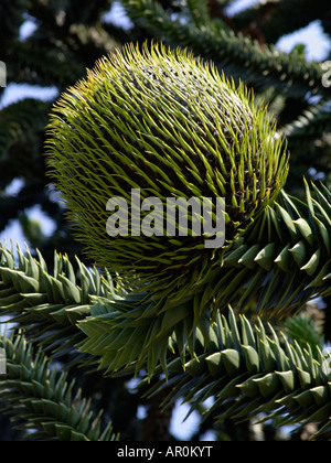 Pin du Chili (Araucaria araucana) Banque D'Images