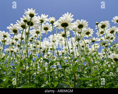 Daisy géant (Leucanthemum maximum) Banque D'Images