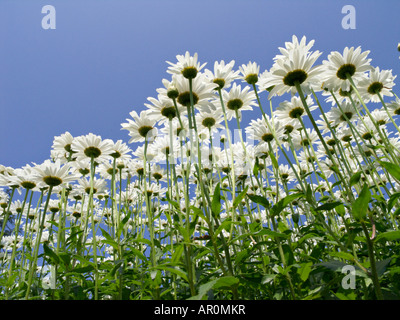 Daisy géant (Leucanthemum maximum) Banque D'Images