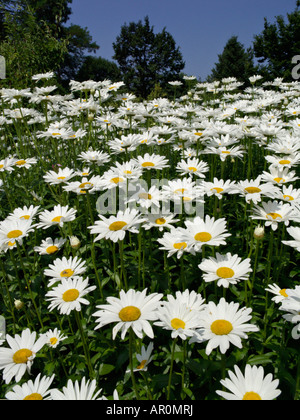 Daisy géant (Leucanthemum maximum) Banque D'Images