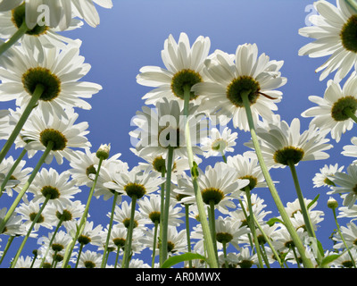 Daisy géant (Leucanthemum maximum) Banque D'Images