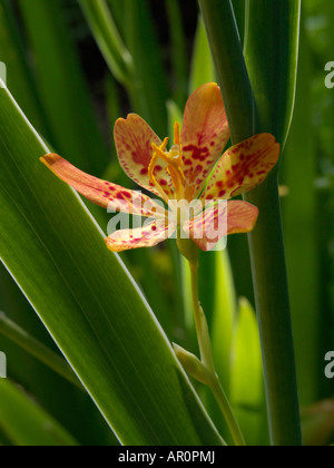 Leopard fleur (Belamcanda chinensis) Banque D'Images